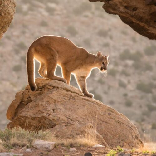 Deadliest Animals in California