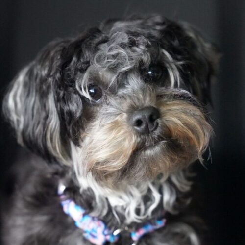 Dog Breed Starting With L