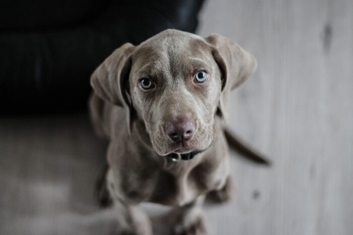 Dog Breeds That Start With a W