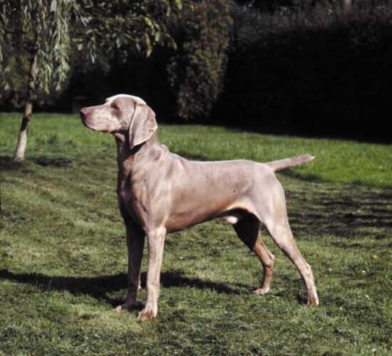 Dog Breeds That Start With W
