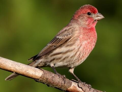 Finch Bird Texas