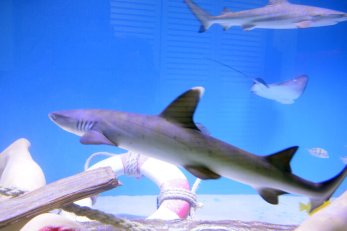 How Much is a Pet Shark