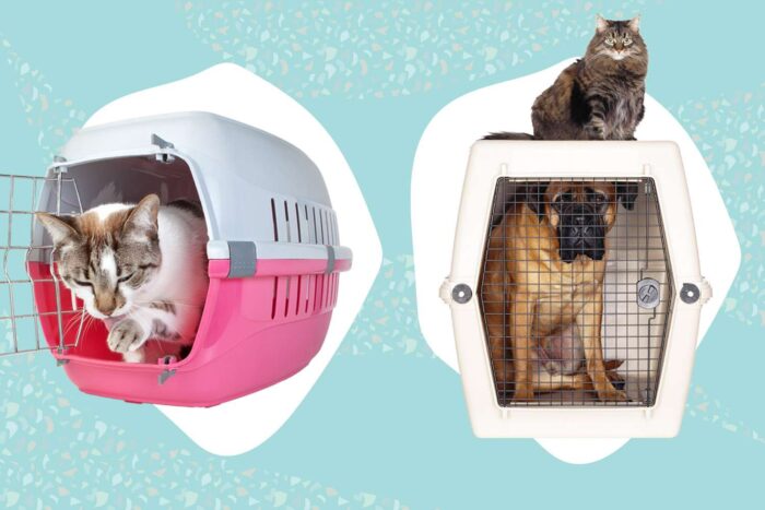 How to Start a Pet Transport Service