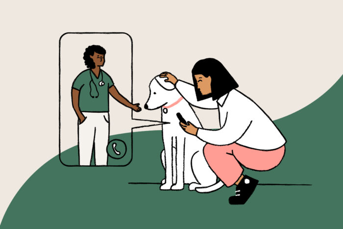 How to Switch Pet Insurance