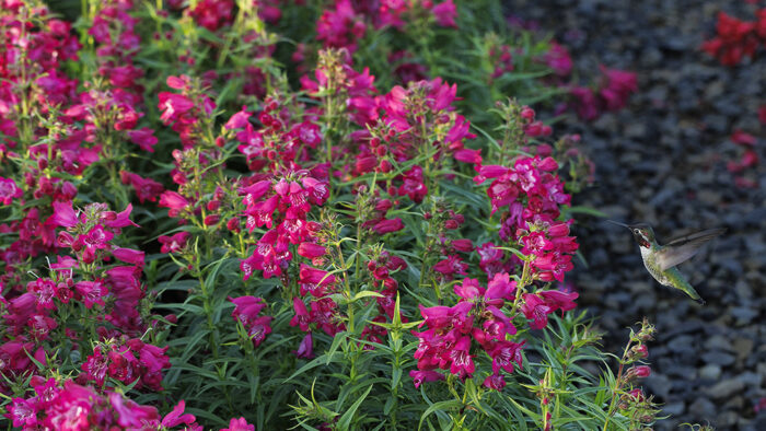 Hummingbird Lavender
