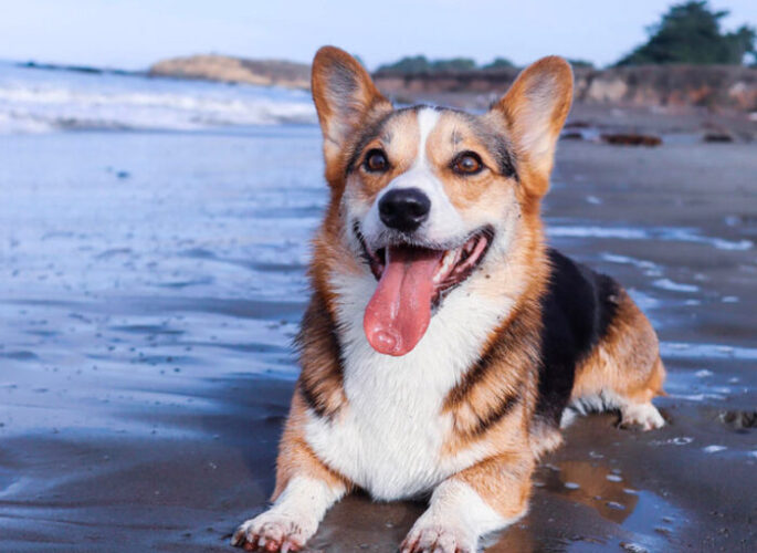 Is Cambria Hotel Pet Friendly