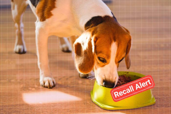 Is Fresh Pet Good for Diabetic Dogs