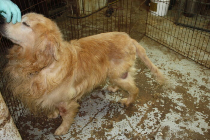 Is Petland Pet Friendly