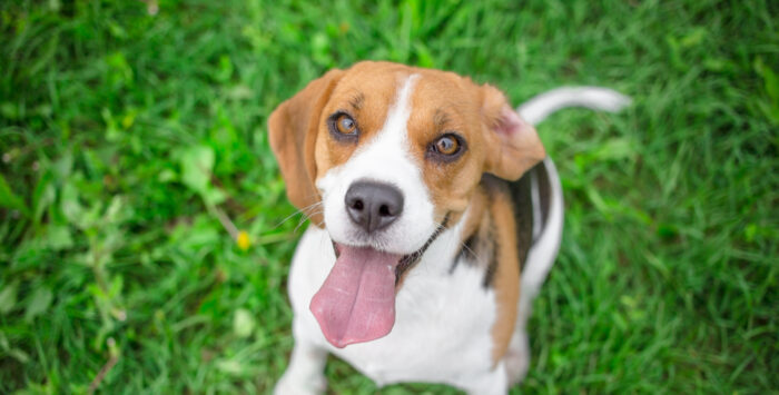 Is the Woodlands Resort Pet Friendly