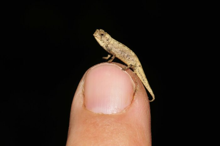 Mini Lizard
