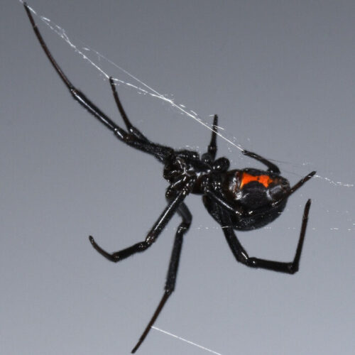 Most Poisonous Spider in California