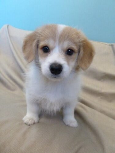 Pomeranian Chow Chow Mix