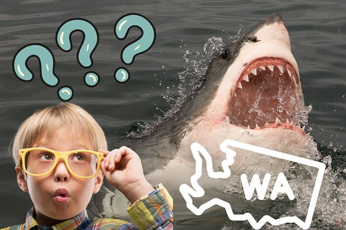Sharks in the Pacific Northwest
