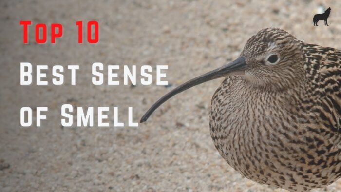 Top 10 Animals With The Best Sense Of Smell