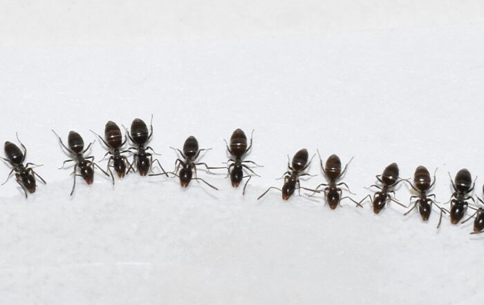Types of Ants in Massachusetts