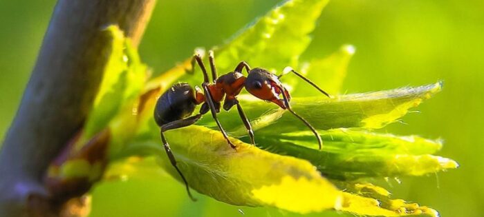 Types of Ants Massachusetts