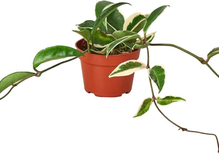 Variagated Hoya