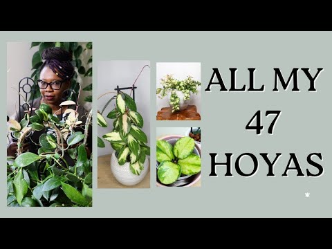 Verigated Hoya