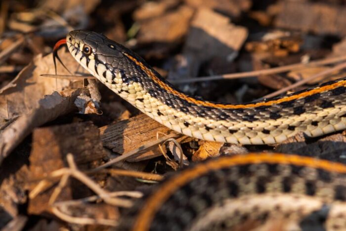 Water Snakes of Iowa