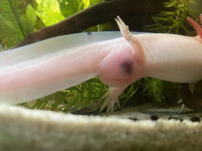 What Does Axolotl Poop Look Like