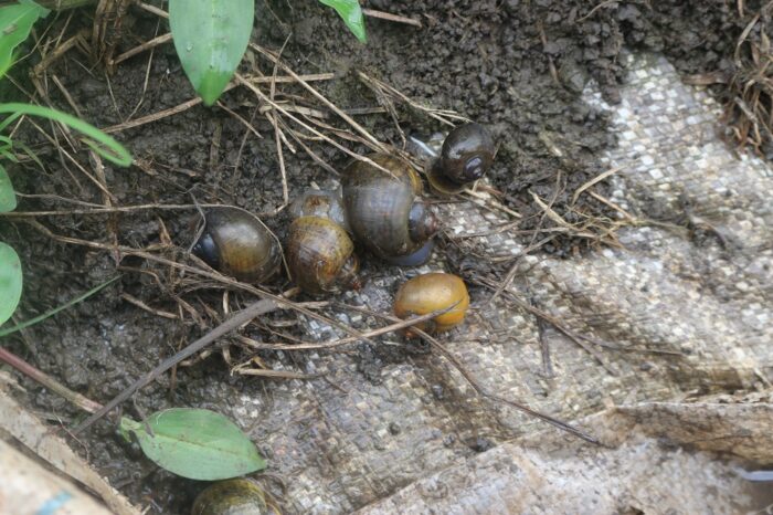 What Does Mystery Snail Poop Look Like