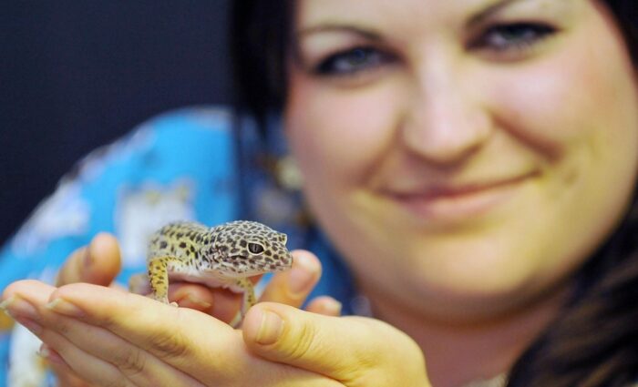 Why Do Leopard Geckos Scream