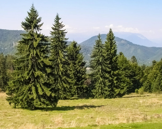 trees-native-to-norway-a-majestic-forest-tale